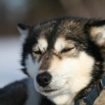 Working Husky Hippi en erfaren ledarhund