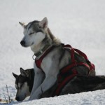 Fugitives Cicci värmer sig på Working Husky Hilda.