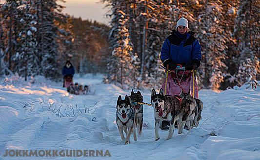 Bec from Australia first time on a dog sled. Photo by Matti, Jokkmokkguiderna Bec from Australia first time on a dog sled